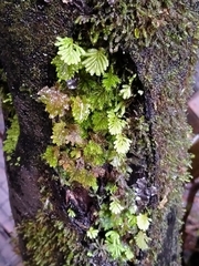 Catharomnion ciliatum