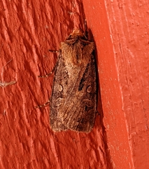 Agrotis vancouverensis