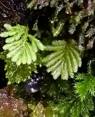 Catharomnion ciliatum