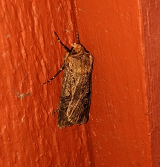 Agrotis vancouverensis