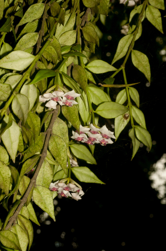 Hoya lanceolata Wall. ex D.Don 3
