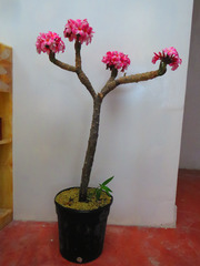 Plumeria rubra