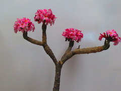 Plumeria rubra