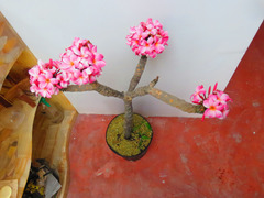 Plumeria rubra