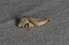 Euphona euphona