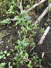 Eutrochium maculatum