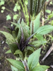 Eutrochium maculatum