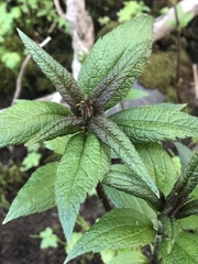 Eutrochium maculatum