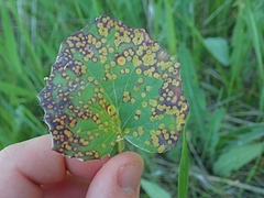 Puccinia poarum