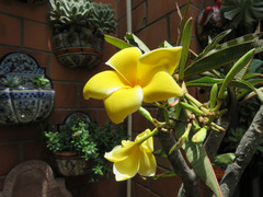 Plumeria rubra