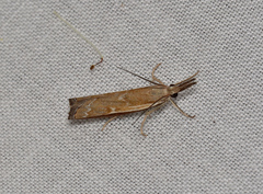 Ptochostola microphaeellus