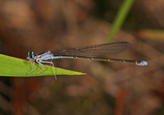 Enallagma divagans