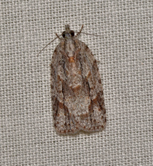 Thrincophora signigerana