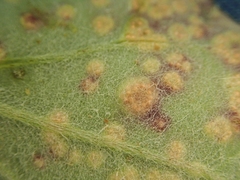Puccinia poarum