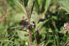 Plebejus melissa