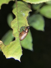 Callistethus marginatus