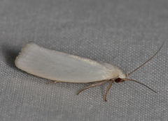 Zacorus carus