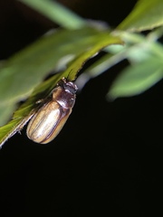 Callistethus marginatus