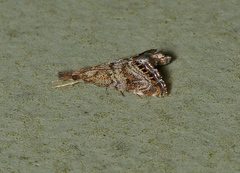 Glaucocharis dilatella