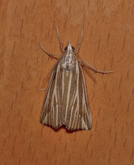 Rhynchopsota delogramma