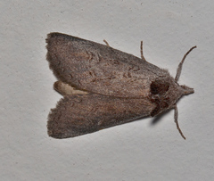 Hobartina amblyiodes