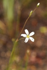 Eremogone capillaris