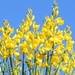 Spanish Broom - Photo (c) Anne Parsons, some rights reserved (CC BY-NC)