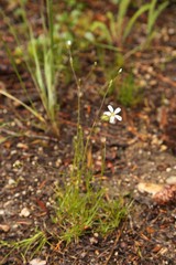 Eremogone capillaris