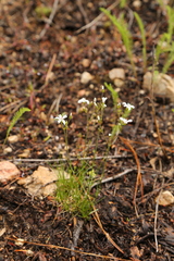 Eremogone capillaris