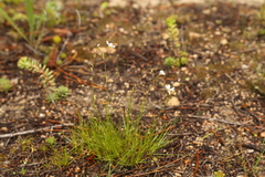 Eremogone capillaris