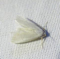 Leptosteges vestaliella