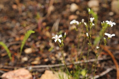 Eremogone capillaris