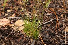 Eremogone capillaris