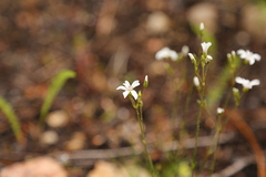 Eremogone capillaris