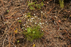 Eremogone capillaris