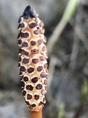 Equisetum arvense