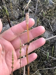 Equisetum arvense