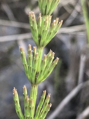 Equisetum arvense