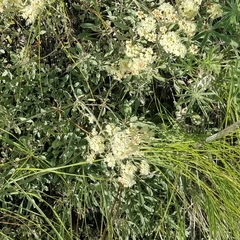 Eriogonum compositum