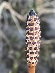 Equisetum arvense