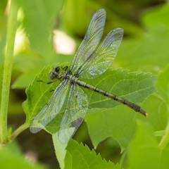 Arigomphus submedianus