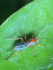 Pimpla marginella