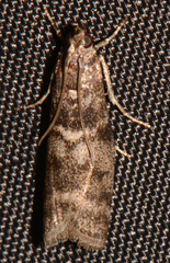 Actrix nyssaecolella