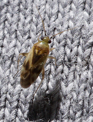 Plagiognathus albatus