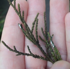 Paraferrisia podocarpi