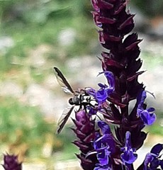 Physocephala marginata