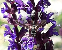 Physocephala marginata