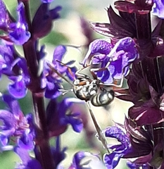 Physocephala marginata