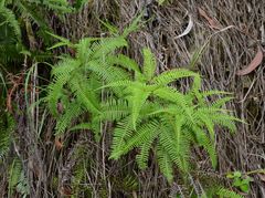 Dicranopteris pedata