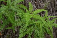 Dicranopteris pedata